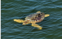 Google pic of Loggerhead Turtle